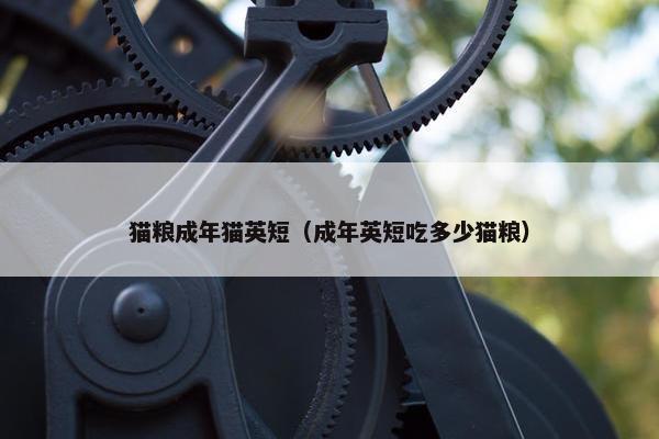 猫粮成年猫英短（成年英短吃多少猫粮）
