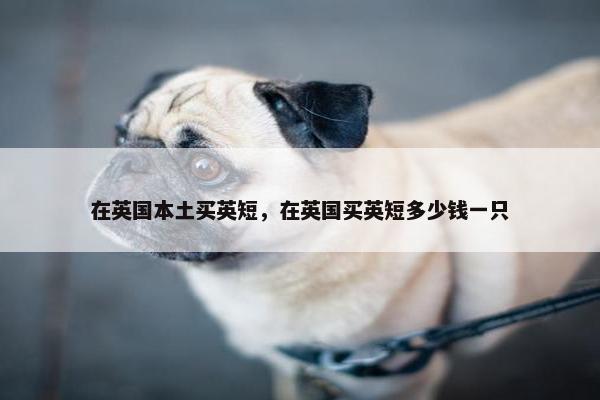 在英国本土买英短，在英国买英短多少钱一只