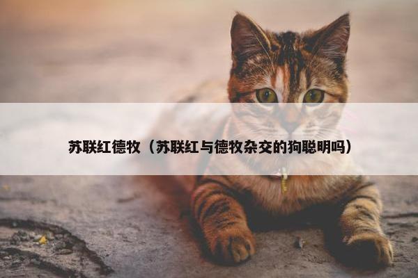 苏联红德牧（苏联红与德牧杂交的狗聪明吗）