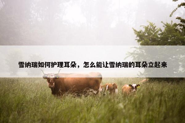 雪纳瑞如何护理耳朵，怎么能让雪纳瑞的耳朵立起来