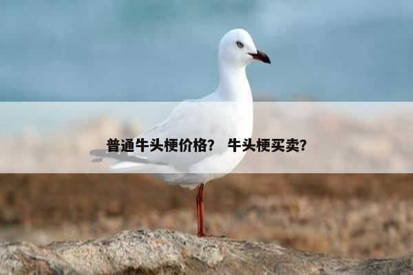 普通牛头梗价格？ 牛头梗买卖？