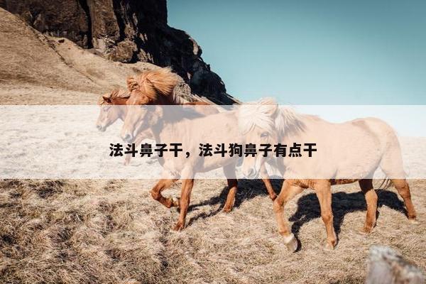 法斗鼻子干，法斗狗鼻子有点干