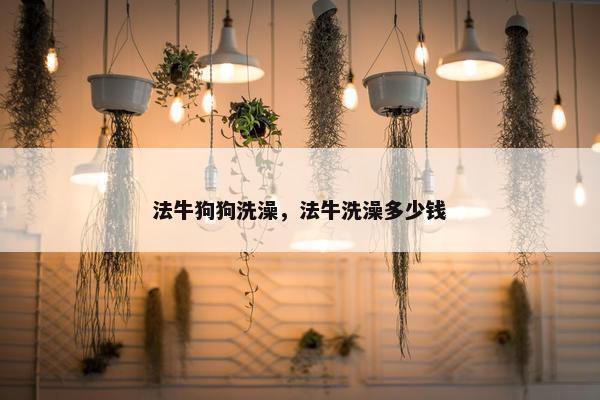 法牛狗狗洗澡，法牛洗澡多少钱