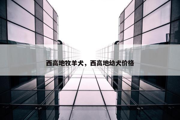 西高地牧羊犬，西高地幼犬价格
