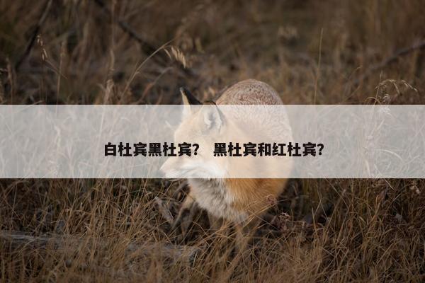 白杜宾黑杜宾？ 黑杜宾和红杜宾？