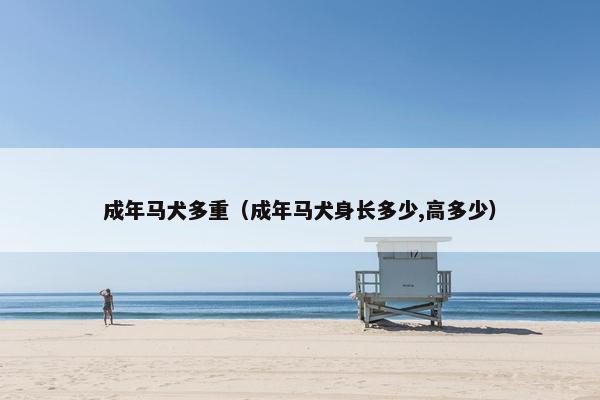 成年马犬多重（成年马犬身长多少,高多少）