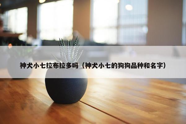 神犬小七拉布拉多吗（神犬小七的狗狗品种和名字）