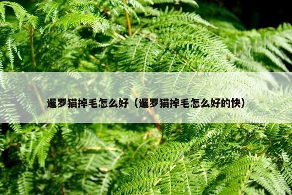 暹罗猫掉毛怎么好（暹罗猫掉毛怎么好的快）