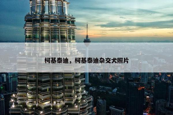 柯基泰迪，柯基泰迪杂交犬照片