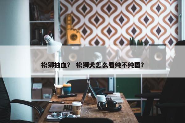 松狮抽血？ 松狮犬怎么看纯不纯图？