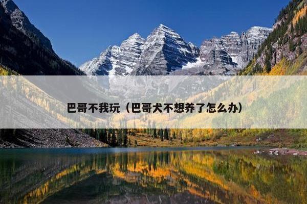 巴哥不我玩（巴哥犬不想养了怎么办）