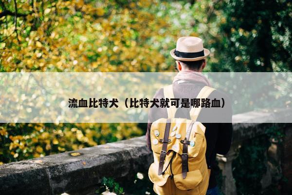 流血比特犬（比特犬就可是哪路血）