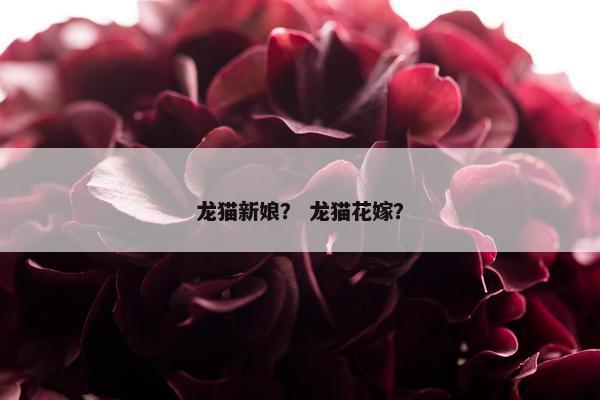 龙猫新娘？ 龙猫花嫁？