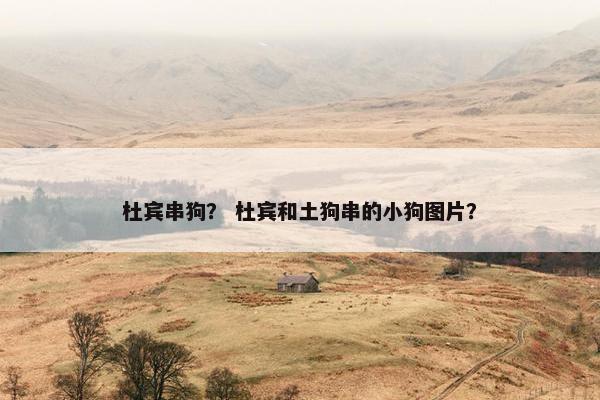 杜宾串狗？ 杜宾和土狗串的小狗图片？