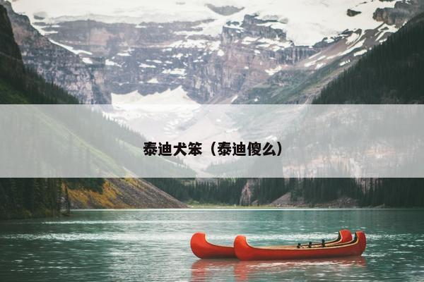泰迪犬笨（泰迪傻么）