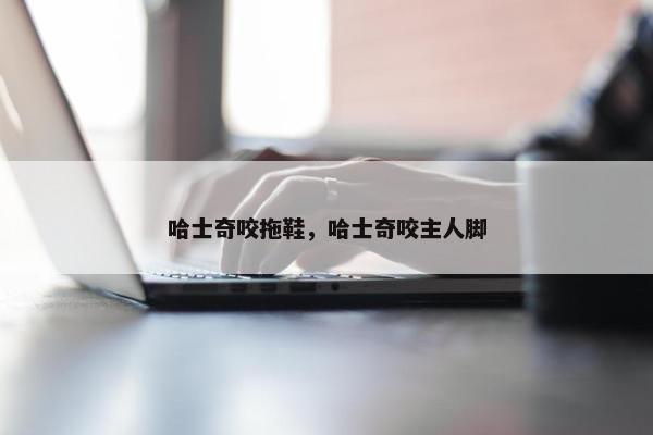 哈士奇咬拖鞋，哈士奇咬主人脚