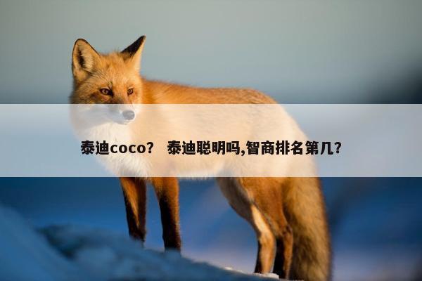 泰迪coco？ 泰迪聪明吗,智商排名第几？