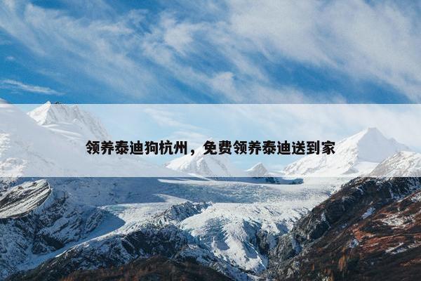 领养泰迪狗杭州，免费领养泰迪送到家