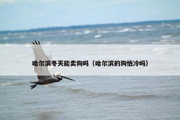 哈尔滨冬天能卖狗吗（哈尔滨的狗怕冷吗）