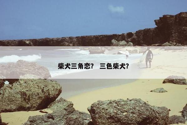 柴犬三角恋？ 三色柴犬？