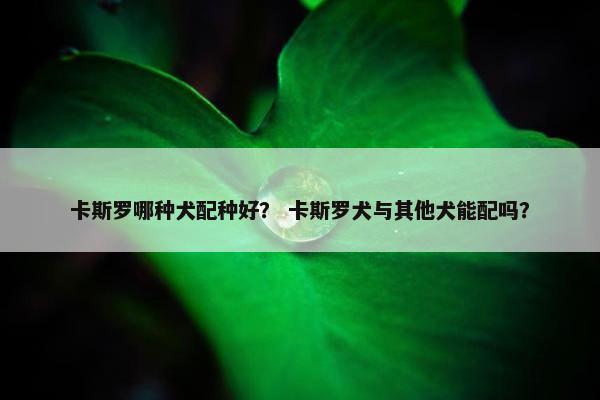 卡斯罗哪种犬配种好？ 卡斯罗犬与其他犬能配吗？