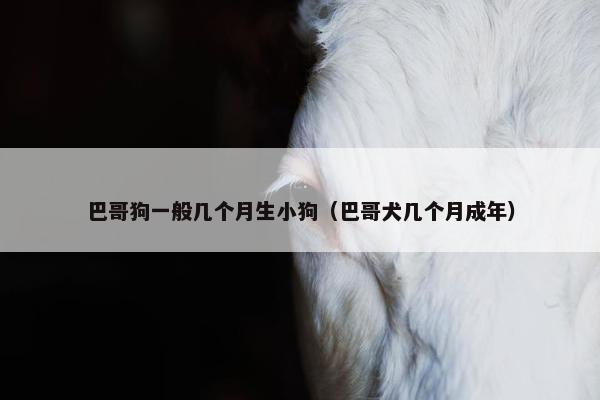 巴哥狗一般几个月生小狗（巴哥犬几个月成年）