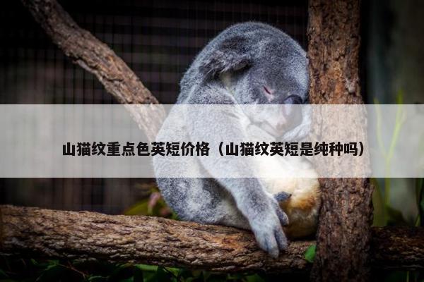 山猫纹重点色英短价格（山猫纹英短是纯种吗）