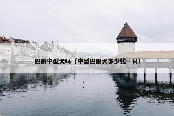 巴哥中型犬吗（中型巴哥犬多少钱一只）