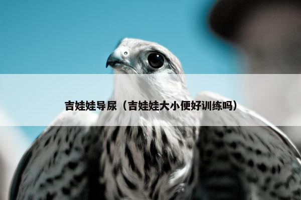 吉娃娃导尿（吉娃娃大小便好训练吗）