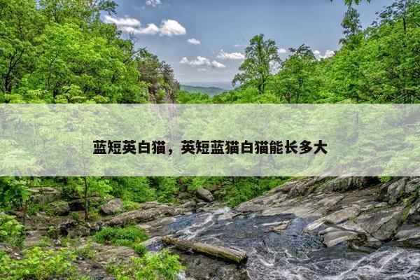 蓝短英白猫，英短蓝猫白猫能长多大
