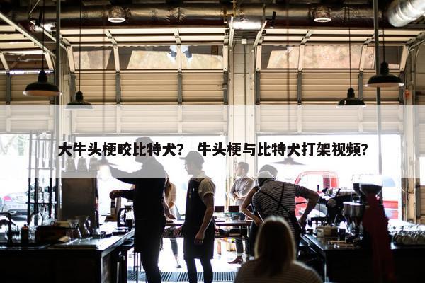 大牛头梗咬比特犬？ 牛头梗与比特犬打架视频？
