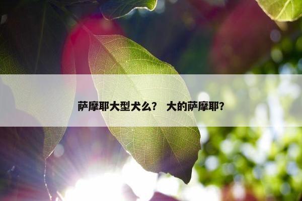 萨摩耶大型犬么？ 大的萨摩耶？