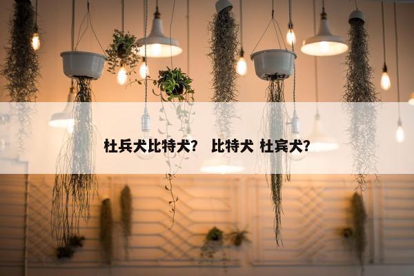 杜兵犬比特犬？ 比特犬 杜宾犬？