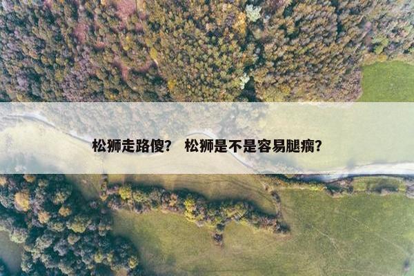 松狮走路傻？ 松狮是不是容易腿瘸？