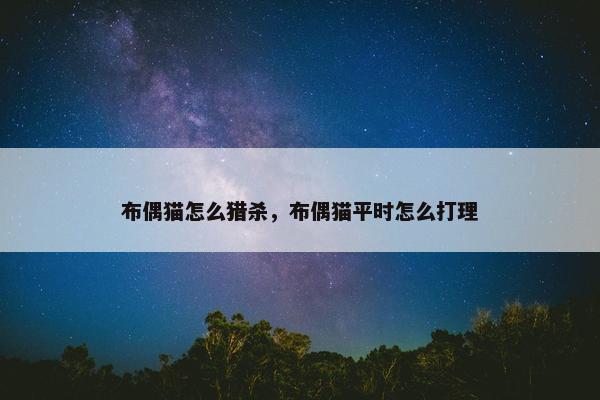 布偶猫怎么猎杀，布偶猫平时怎么打理