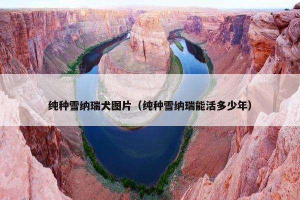 纯种雪纳瑞犬图片（纯种雪纳瑞能活多少年）