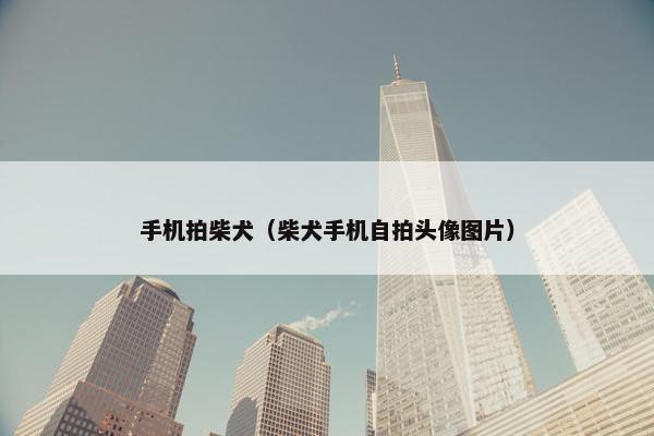 手机拍柴犬（柴犬手机自拍头像图片）