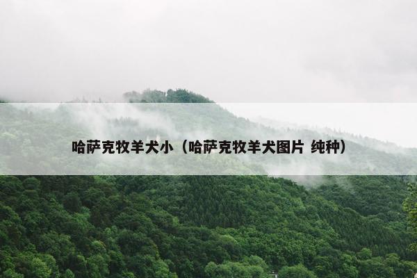 哈萨克牧羊犬小（哈萨克牧羊犬图片 纯种）