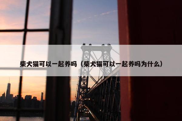 柴犬猫可以一起养吗（柴犬猫可以一起养吗为什么）