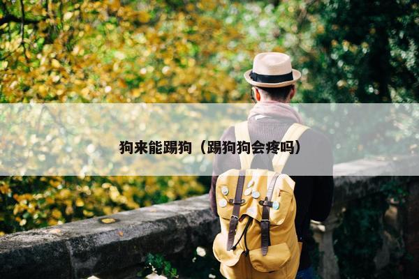 狗来能踢狗（踢狗狗会疼吗）