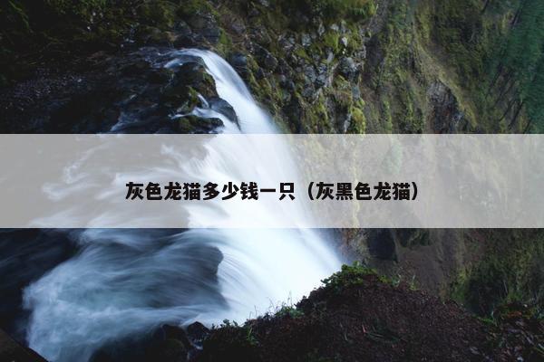 灰色龙猫多少钱一只（灰黑色龙猫）