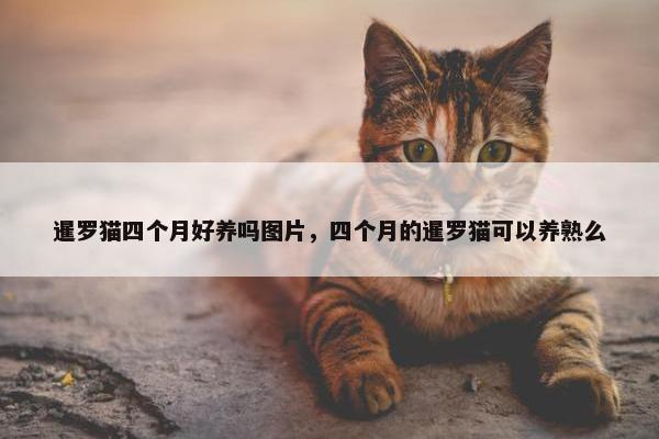 暹罗猫四个月好养吗图片，四个月的暹罗猫可以养熟么