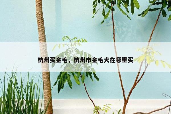 杭州买金毛，杭州市金毛犬在哪里买