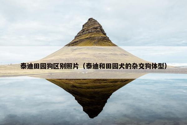 泰迪田园狗区别照片（泰迪和田园犬的杂交狗体型）