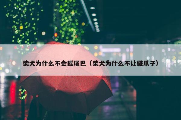 柴犬为什么不会摇尾巴（柴犬为什么不让碰爪子）