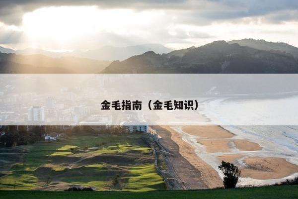 金毛指南（金毛知识）