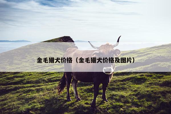 金毛猎犬价格（金毛猎犬价格及图片）