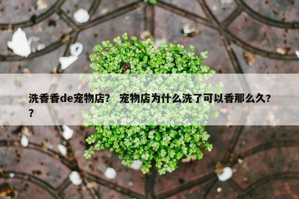 洗香香de宠物店？ 宠物店为什么洗了可以香那么久?？