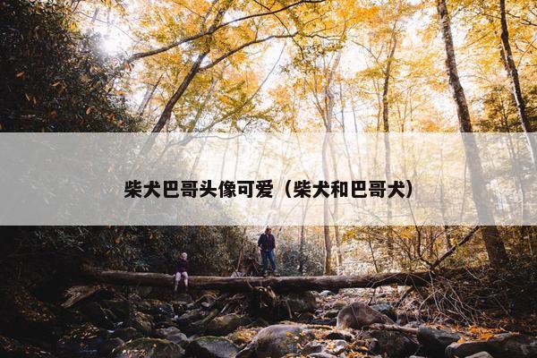 柴犬巴哥头像可爱（柴犬和巴哥犬）