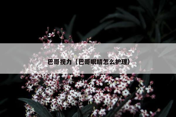 巴哥视力（巴哥眼睛怎么护理）